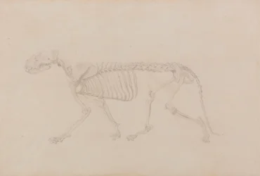 Tigerskelett, seitliche Ansicht (hochfertige Studie für Tabelle IV)