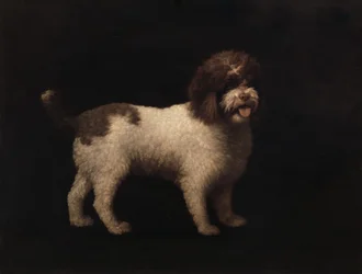 Wasser-Spaniel