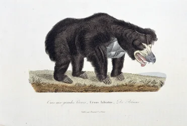 Naturgeschichtstafel: Zoologische Tafel, die den Lippenbären darstellt, Ursus labiatus, De Blainville - in „Complete Works of Buffon“ von Naturforscher Georges Louis Leclerc, Graf von Buffon (1707-1788). Gravur von 1837