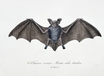 Naturgeschichtliche Tafel: Zoologische Tafel, die die Fledermaus Murin mit ausgebreiteten Flügeln darstellt - in "Gesammelte Werke von Buffon" von Naturforscher Georges Louis Leclerc, Graf von Buffon (1707-1788). Gravur von 1837.