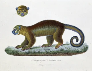 Naturgeschichtstafel: Zoologische Tafel, die den Kinkajou Potot, Cercoleptes potos darstellt - in „Gesammelte Werke von Buffon“ von Naturforscher Georges Louis Leclerc, Graf von Buffon (1707 - 1788). Gravur von 1837.