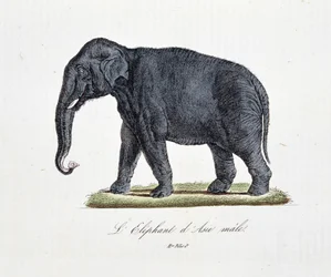 Naturgeschichtliche Tafel: Zoologische Darstellung des Asiatischen Elefantenmännchens - in „Gesammelte Werke von Buffon“ von Naturforscher Georges Louis Leclerc, Graf von Buffon (1707 - 1788). Gravur von 1837.