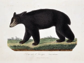 Naturgeschichtstafel: Zoologische Tafel darstellend Der Schwarzbär von Amerika (Ursus americanus) - in „Werke von Buffon“ von Naturforscher Georges Louis Leclerc, Graf von Buffon (1707-1788). Gravur von 1837.