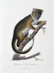 Naturgeschichtstafel: Zoologische Tafel, die den Phalanger von Cook darstellt (Phalangista Cookii) - in „Works of Buffon“ von Naturforscher Georges Louis Leclerc, Graf von Buffon (1707-1788). Gravur von 1837