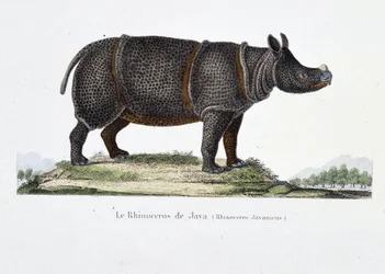 Naturgeschichtliche Tafel: Zoologische Darstellung des Java-Nashorns (Rhinoceros Javanicus) - in „Komplettwerke von Buffon“ von Naturforscher Georges Louis Leclerc, Graf von Buffon (1707 - 1788). Gravur von 1837