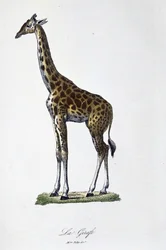 Naturgeschichtliche Tafel: Zoologische Tafel, die die Giraffe darstellt - in "Gesammelte Werke von Buffon" von Naturforscher Georges Louis Leclerc, Graf von Buffon (1707-1788). Gravur von 1837.