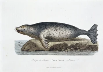 Naturgeschichtliche Tafel: Zoologische Tafel, die die Choris-Robbe, Phoca Chorisii, Lesson darstellt - in „Gesammelte Werke von Buffon“ von Naturforscher Georges Louis Leclerc, Graf von Buffon (1707 - 1788). Gravur von 1837
