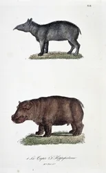 Naturgeschichtstafel: Zoologische Tafel, die 1. den Tapir und 2. das Flusspferd darstellt - in „Gesammelte Werke von Buffon“ von Naturforscher Georges Louis Leclerc, Graf von Buffon (1707 - 1788). Gravur von 1837.