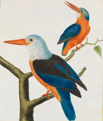 Histoire naturelle. Oiseaux. Planches enluminées, 1766-1782
