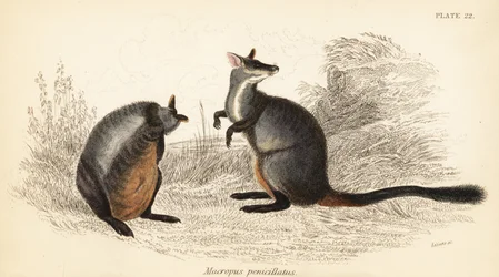 Bürstenschwanz-Felskänguru, Petrogale penicillata, 1841