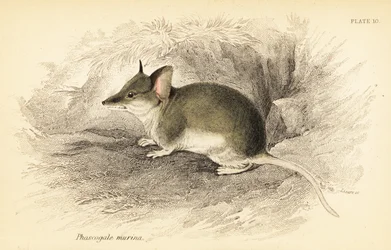 Gewöhnlicher Dunnart, Sminthopsis murina