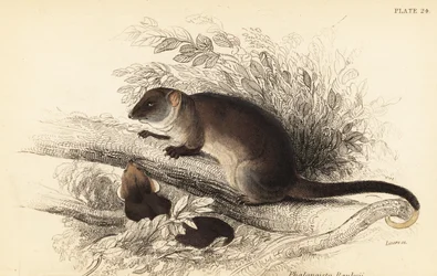 Gewöhnlicher Ringbeutler, Pseudocheirus peregrinus, 1841