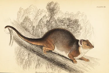 Gewöhnlicher Ringelschwanzbeutler, Pseudocheirus peregrinus, 1841