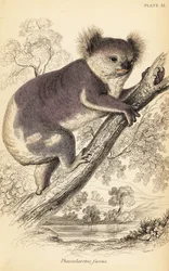 Koala, Phascolarctos cinereus (Stich)