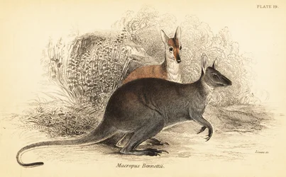 Rotnackenwallaby, Macropus rufogriseus