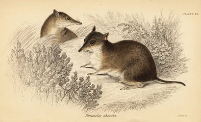 Südlicher brauner Bandicoot, Isoodon obesulus. Gefährdet (Kupferstich)