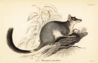 Tuan oder Gemeiner Wambenger, Phascogale tapoatafa, 1841 (Gravur)