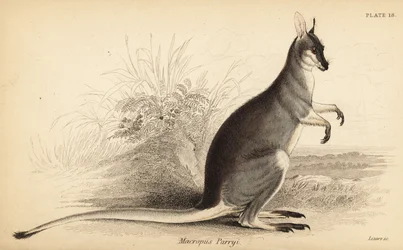 Hübschgesichtwallaby, Macropus parryi, 1841