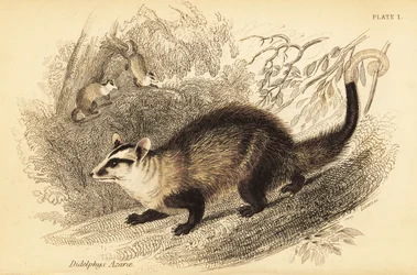 Weißohr-Opossum, Didelphis albiventris (Stich)