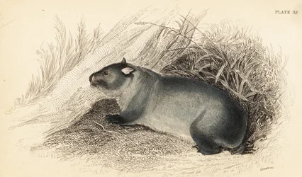 Wombat, Vombatus ursinus