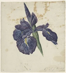 Iris