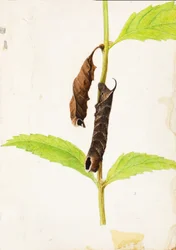 Gekräuseltes totes Blatt, das Sphinx-Raupe nachahmt, Studie für das Buch Tarnfarbe im Tierreich