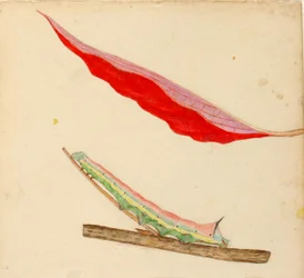 "Spiegel-Rücken" Raupe, Studie für das Buch Concealing Coloration in the Animal Kingdom