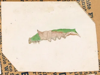 Eichenblatt-Randraupe, Studie für das Buch Concealing Coloration in the Animal Kingdom