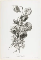 Doppelte Anemone, aus Fleurs Dessinees d