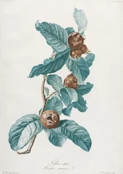 Kultivierte Mispel Mespilus germanica, um 1800