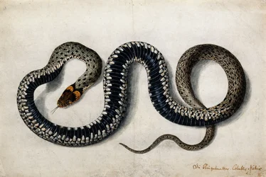 Eine Ringelnatter, ca. 1675-1700