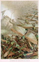 Ein Schwarm Heuschrecken, aus Brehms Tierleben, veröffentlicht in den 1860er Jahren, Farblithographie, 1860