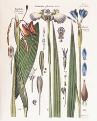Eine Platte aus "Zeitschrift für Gärtner, Botaniker und Blumenfreunde", 1840-43