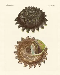 Eine seltene Molluskenschale der Südsee