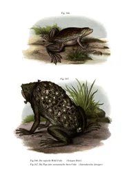 Afrikanischer Krallenfrosch