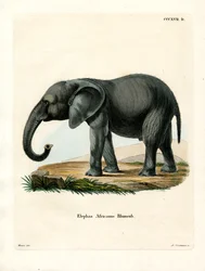 Afrikanischer Elefant