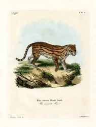 Afrikanische Wildkatze