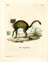 Afrikanische Wildkatze