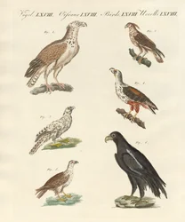 Afrikanische Vögel