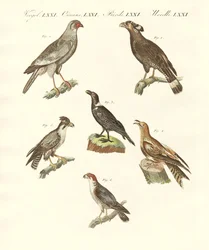 Afrikanische Vögel