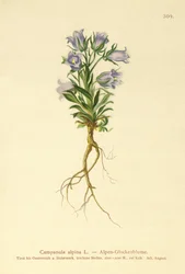Alpenglockenblume