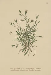 Alpen-Leimkraut