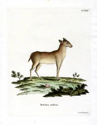 Alpiner Moschustier