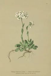 Alpen-Täschelkraut
