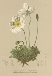 Alpenmohn (Papaver alpinum, subsp. alpinum)