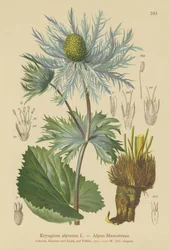 Alpen-Mannstreu (Eryngium alpinum)