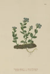 Alpen-Ehrenpreis (Veronica alpina)