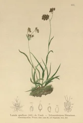 Alpen-Hainsimse (Luzula alpinopilosa, Luzula spadicea)