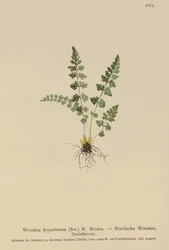 Alpen-Wimperfarn (Woodsia alpina, Woodsia hyperborea, Woodsia intermedia, Woodsia pubescens, Acrostichum alpinum, Acrostichum hyperboreum, Ceterach alpina, Polypodium arvonicum)