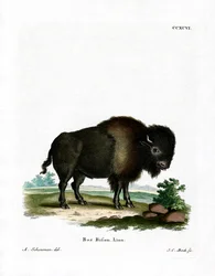 Amerikanischer Bison